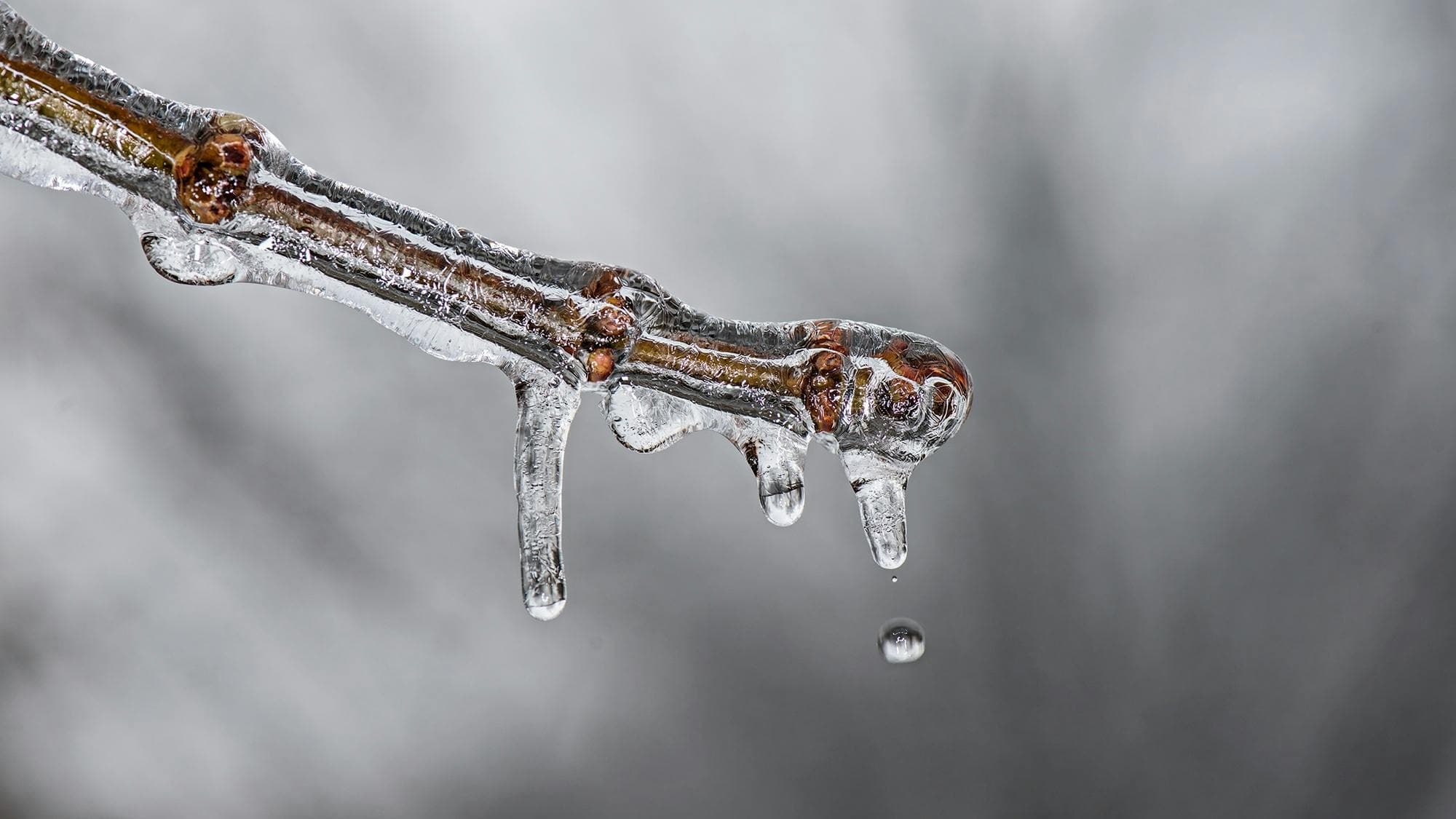 image of icy branch